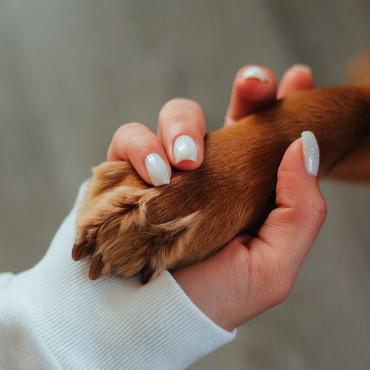 What Causes Brittle Dog Nails and How To Prevent Them.