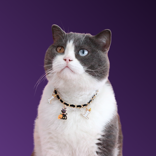 Elegant Halloween Collar